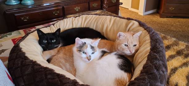 All 3 cats looking up and feeling content and warm in a large round cat bed