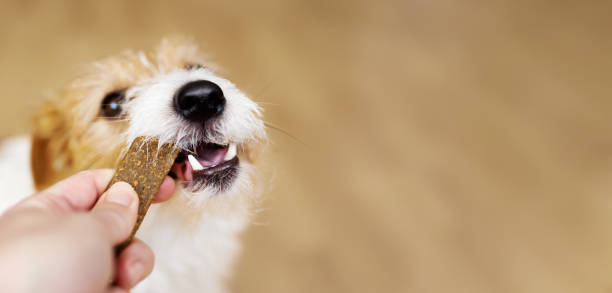 dog treats generic image