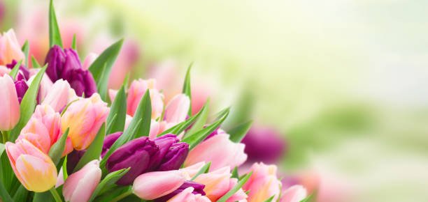 field of pink and violet tulips sky background banner flowers